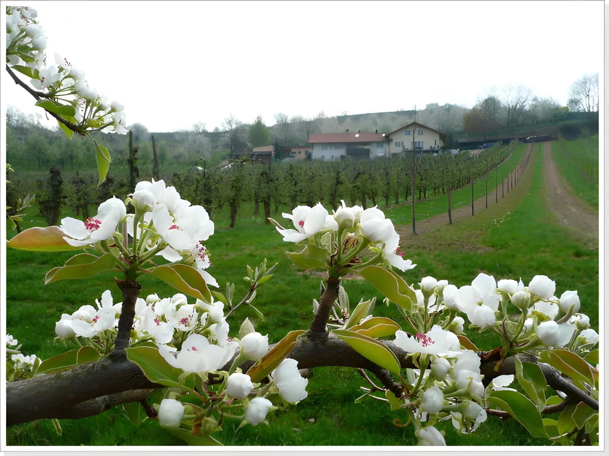 Weingut Ringwald Apartment Herbolzheim Ngoại thất bức ảnh